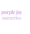 Nursery School Purple Jay Nursery