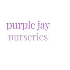Nursery School Purple Jay Nursery - Nursery School in 