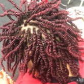 School, learning centre Elisabeth Braids Weave